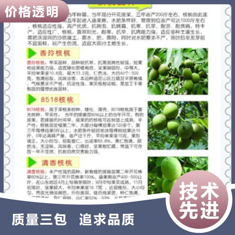 采购【兴海】8518核桃树苗种植方法