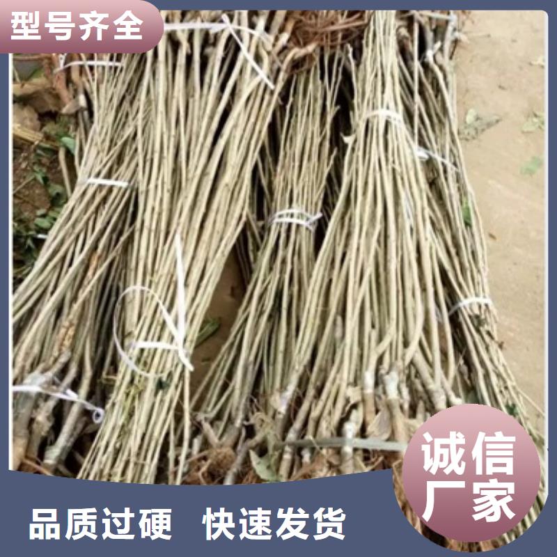 板栗苗花椒苗质检合格出厂