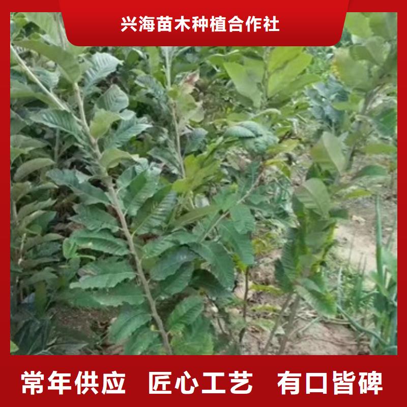 燕奎板栗苗品种介绍