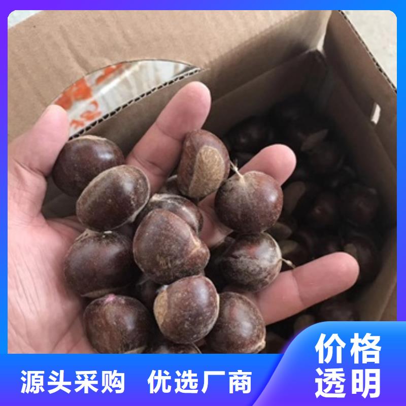 红油皮栗子苗苗木基地