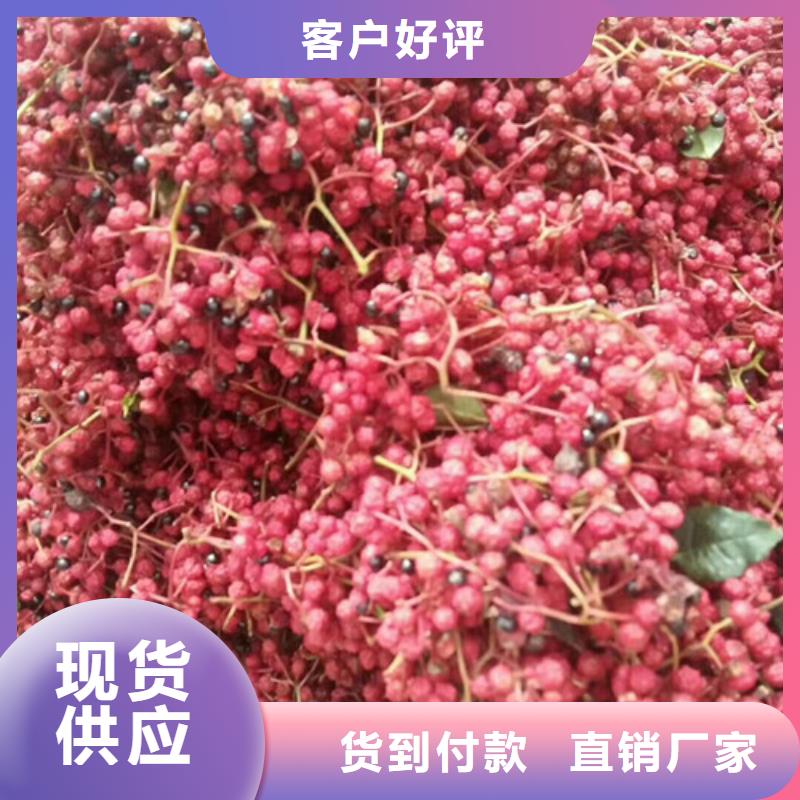 花椒苗货源足质量好