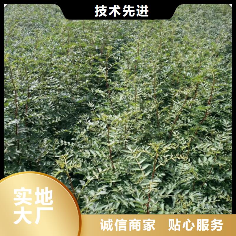 花椒苗板栗苗颜色尺寸款式定制