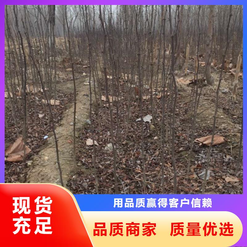 花椒苗,核桃苗品质值得信赖