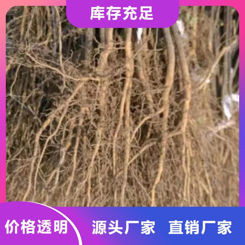 花椒苗苹果苗经验丰富品质可靠