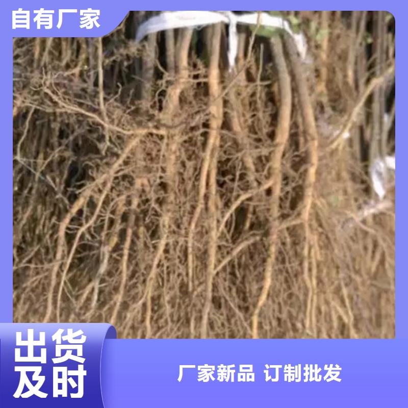 花椒苗核桃苗闪电发货