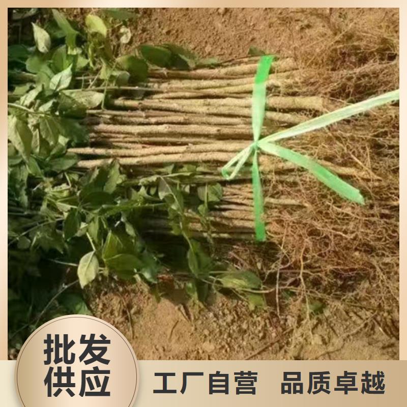 九叶青花椒树苗一颗多少钱