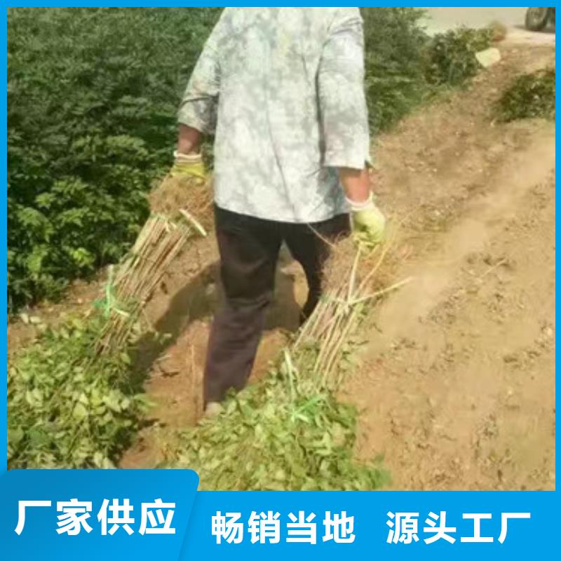 花椒苗苹果苗经验丰富品质可靠