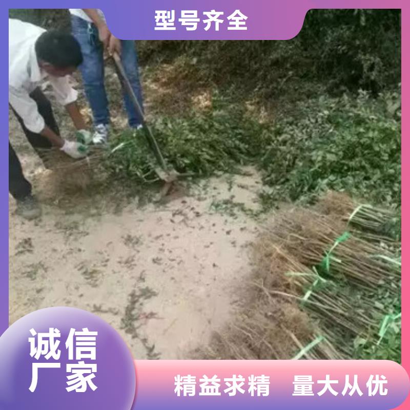 花椒苗葡萄苗质量优价格低