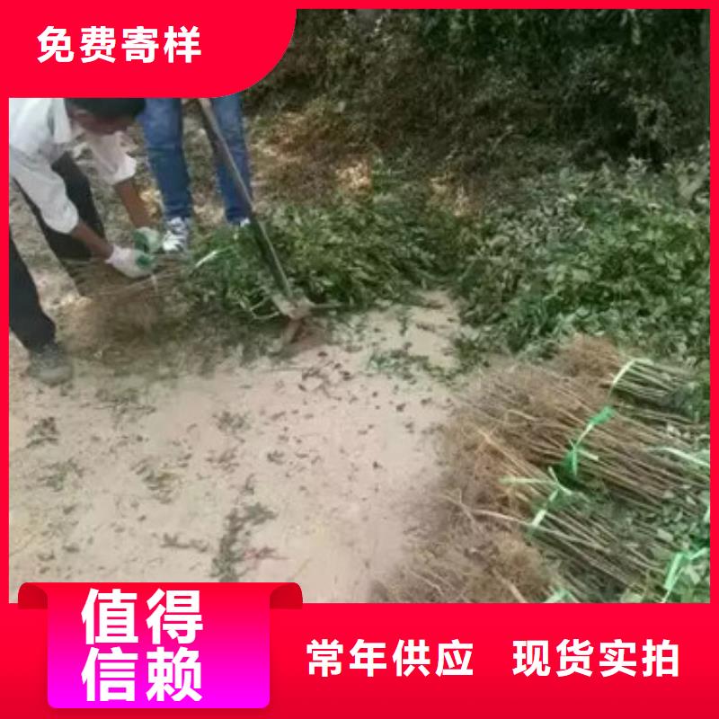 无刺花椒树苗合作社