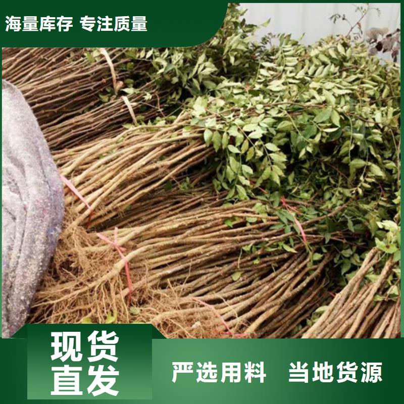 麻椒苗种植方法