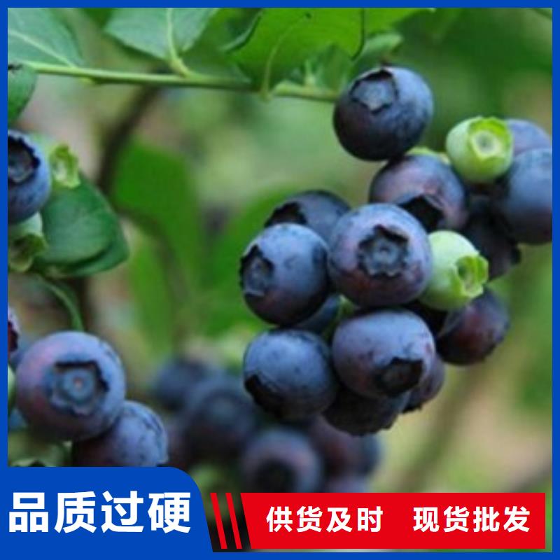 湘潭找康维尔蓝莓树苗基地图片
