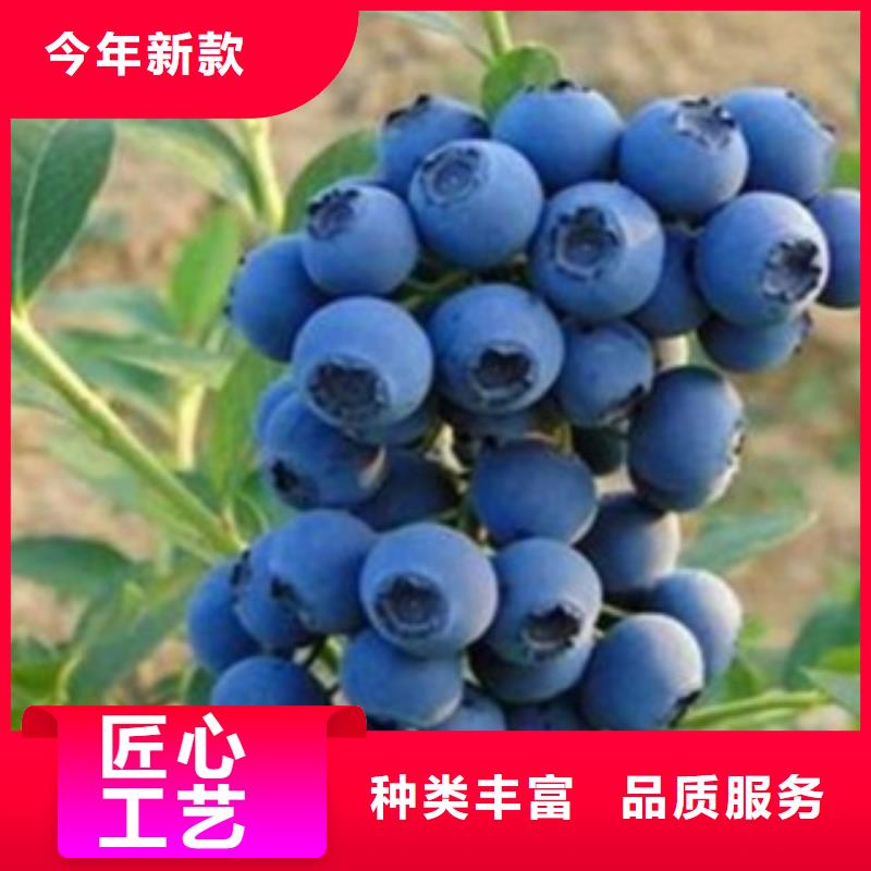 蓝光蓝莓树苗种植时间