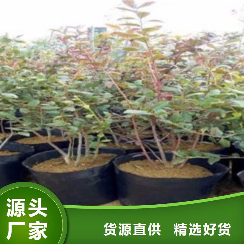 赫伯特蓝莓树苗量大从优