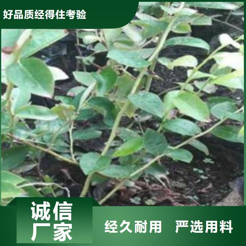 广安本土杜克蓝莓树苗基地图片