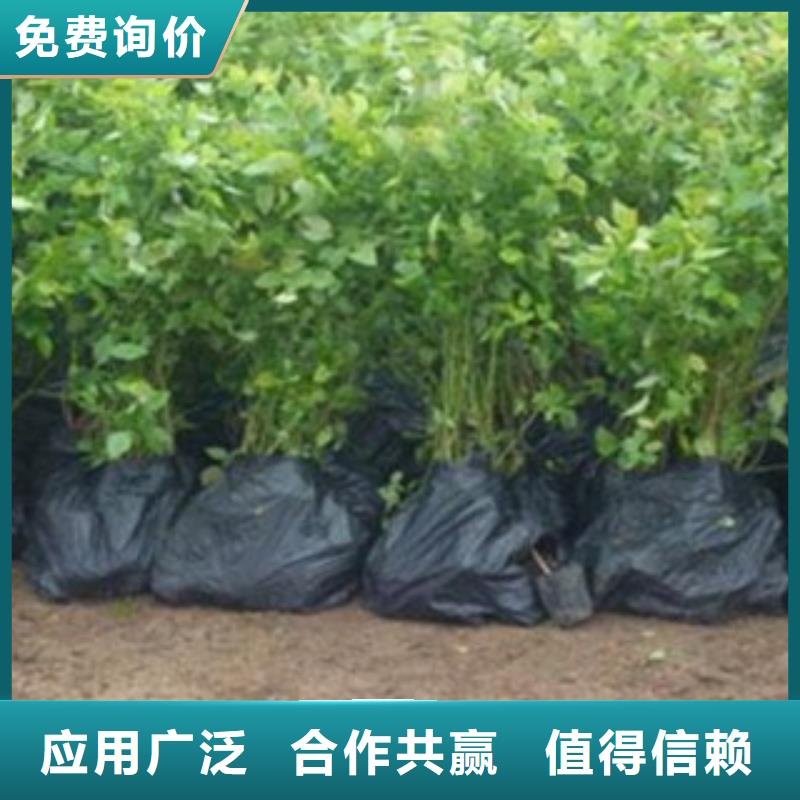 精华蓝莓树苗批发基地