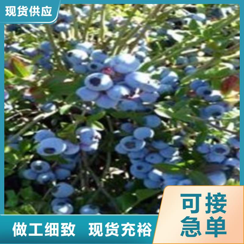 乔治宝石蓝莓树苗基地