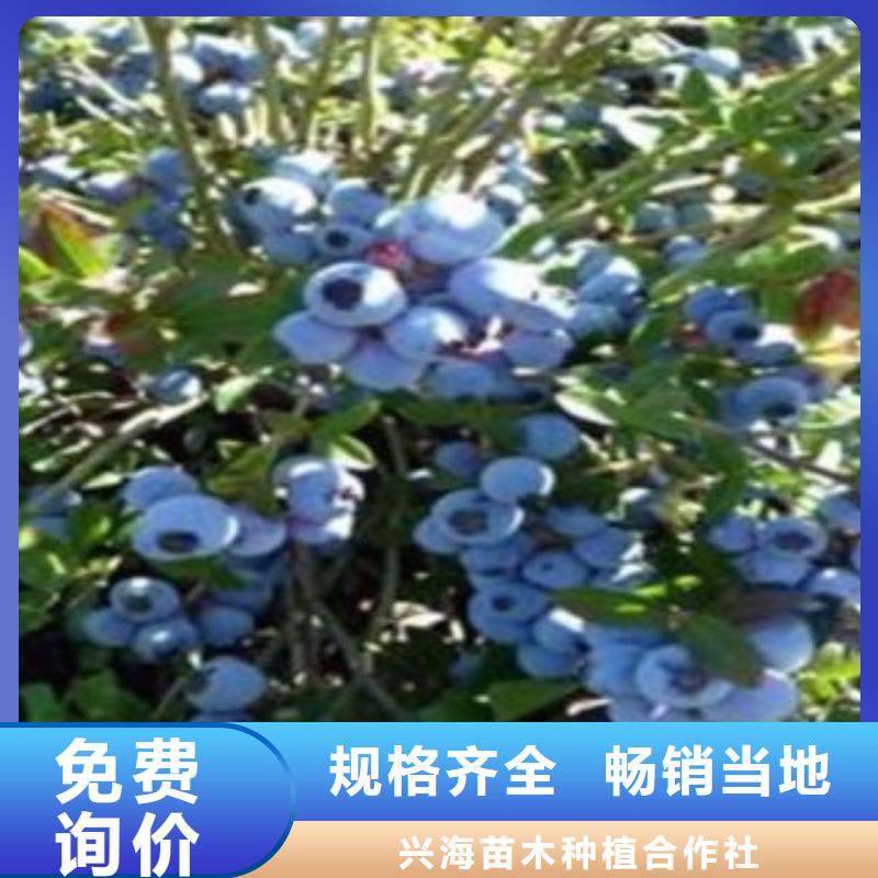 兴安附近坤蓝蓝莓苗原产地