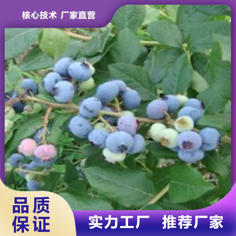 《临沂》找梯芙蓝蓝莓树苗种植时间