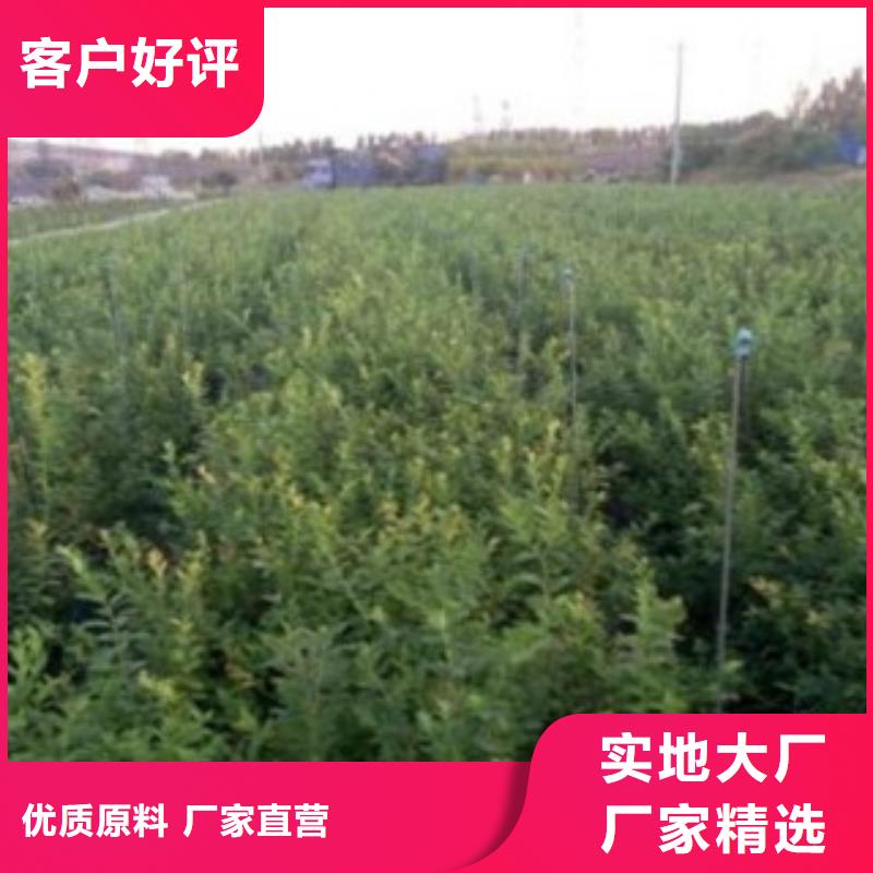兴安附近坤蓝蓝莓苗原产地