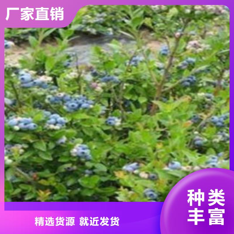 蓝莓苗梨树苗标准工艺