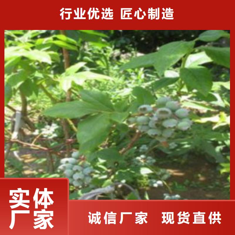 赫伯特蓝莓树苗品种介绍