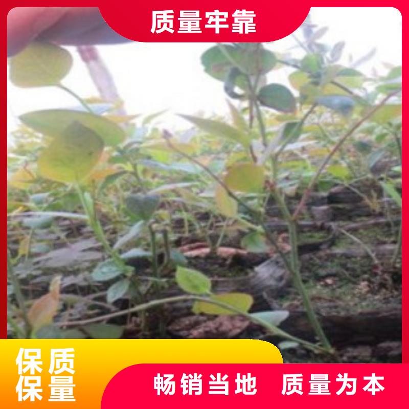 广安本土杜克蓝莓树苗基地图片