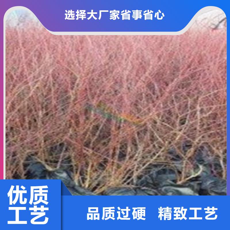 湘潭该地维口蓝莓树苗出售