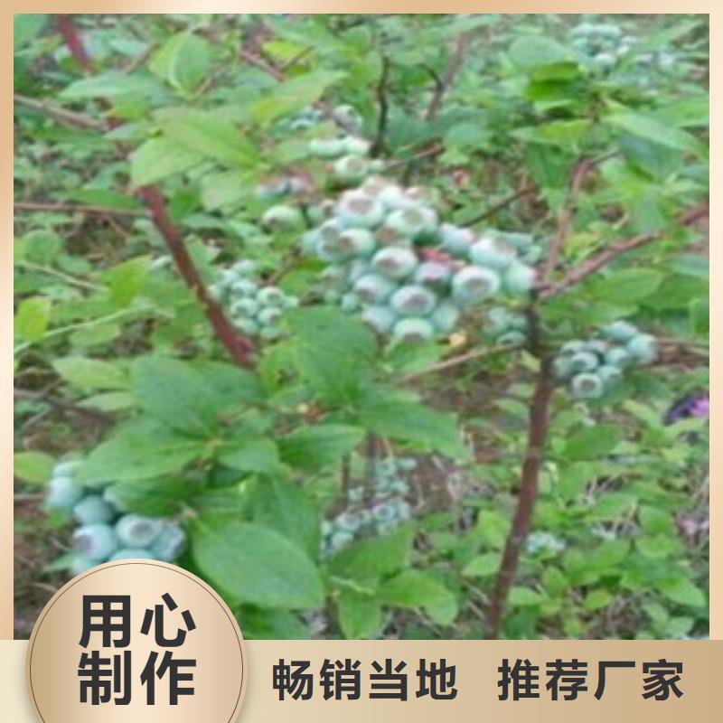 蓝光蓝莓树苗种植时间