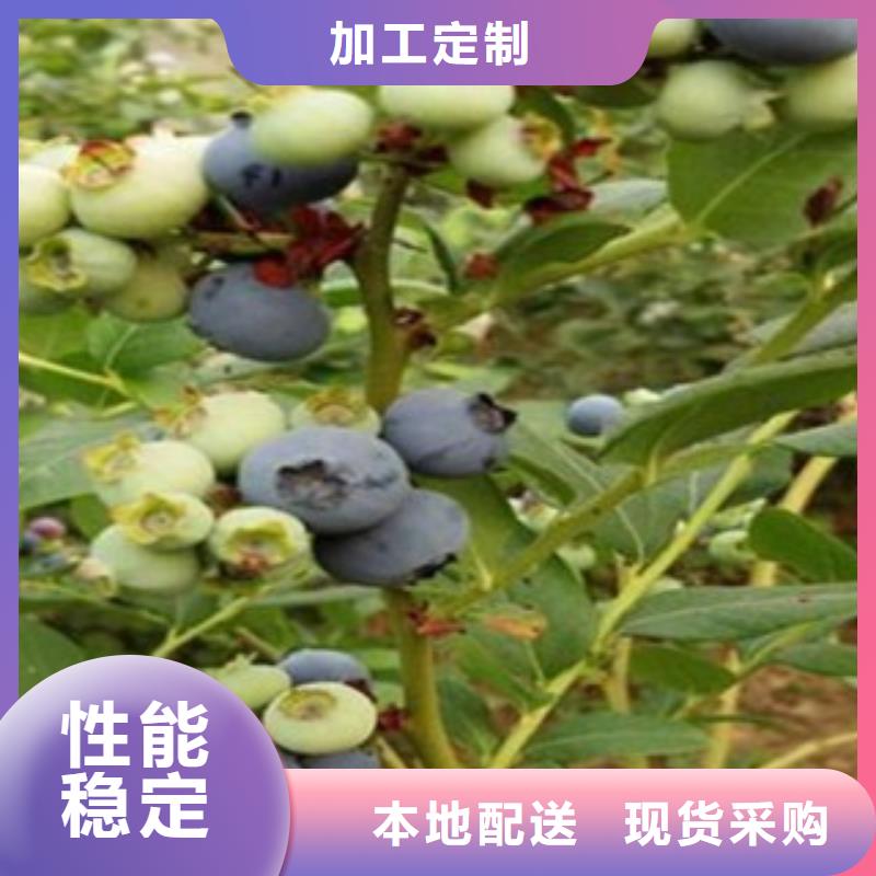 陶柔蓝莓树苗出售