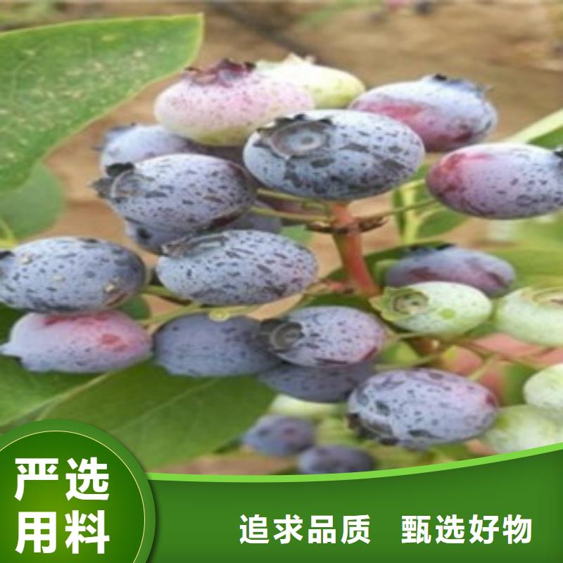 广州销售蓝片蓝莓树苗种植方法