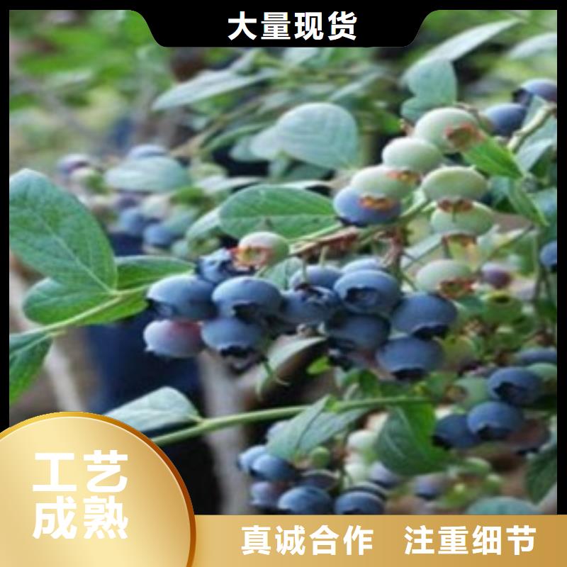 眉山定制木兰蓝莓树苗哪里的品种纯