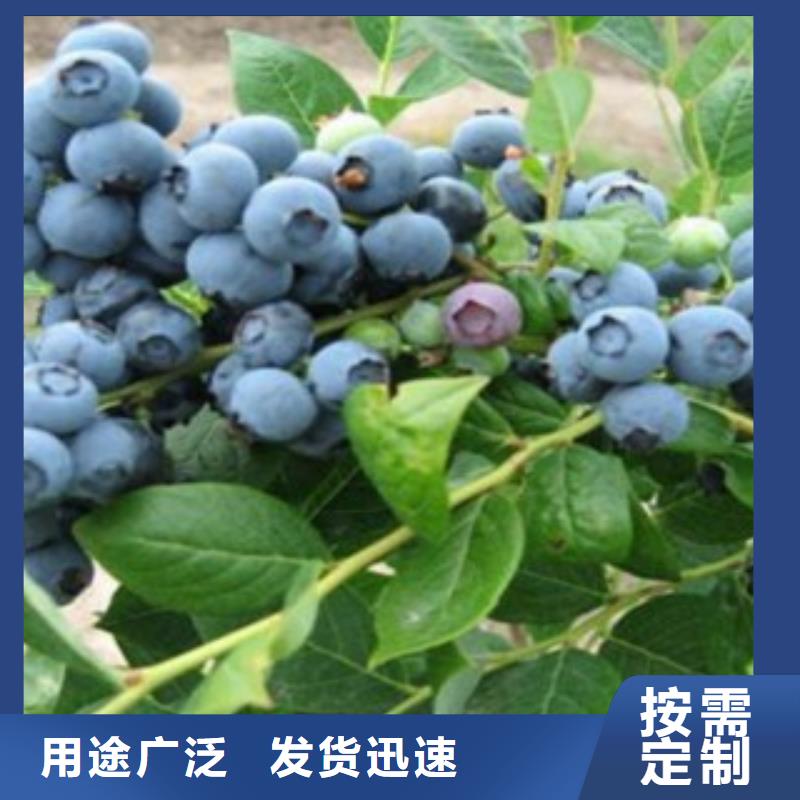 【内蒙古】诚信伊丽莎白蓝莓树苗供应
