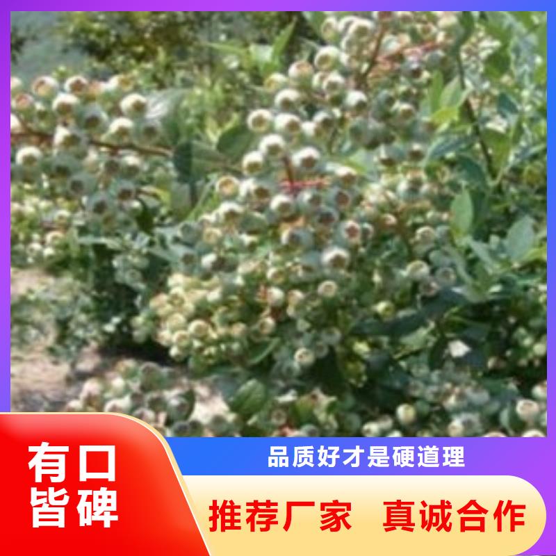 【兴海】蓝莓苗花椒苗工厂价格-兴海苗木种植合作社