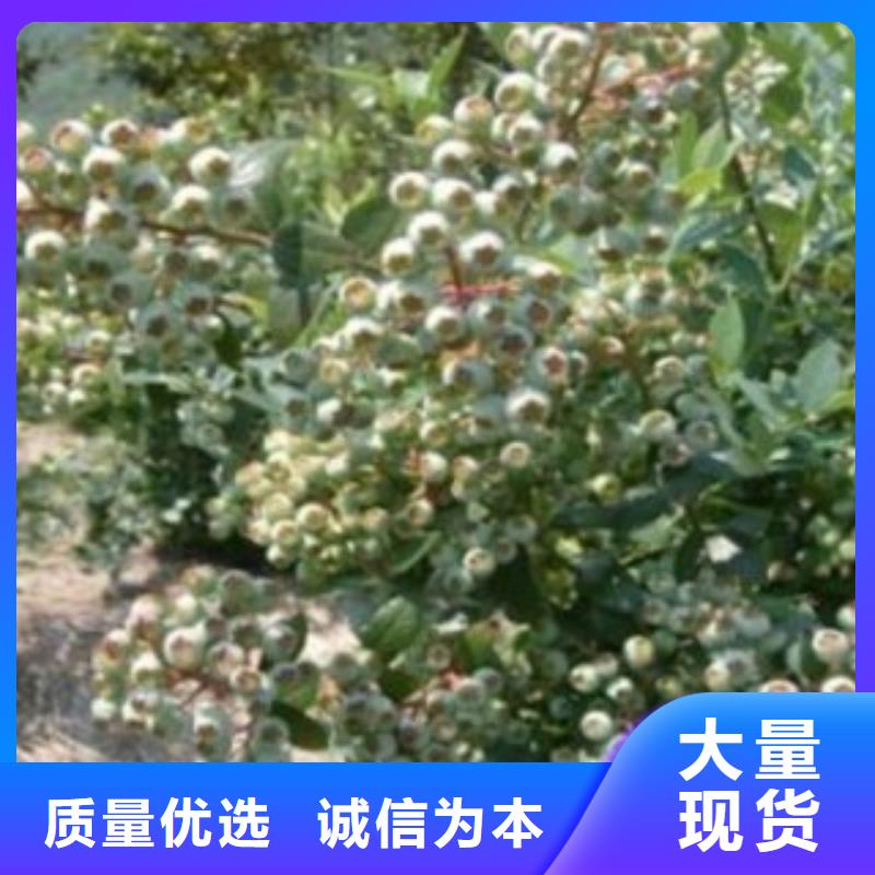 公爵蓝莓苗种植方法