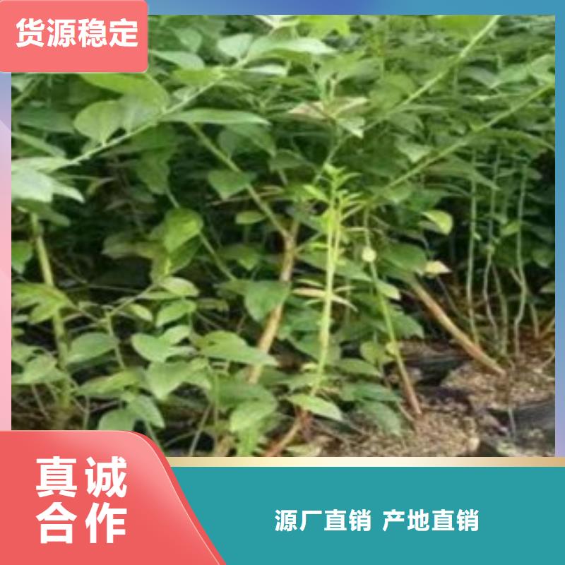 【兴海】【蓝莓苗李子苗支持定制贴心售后】-兴海苗木种植合作社