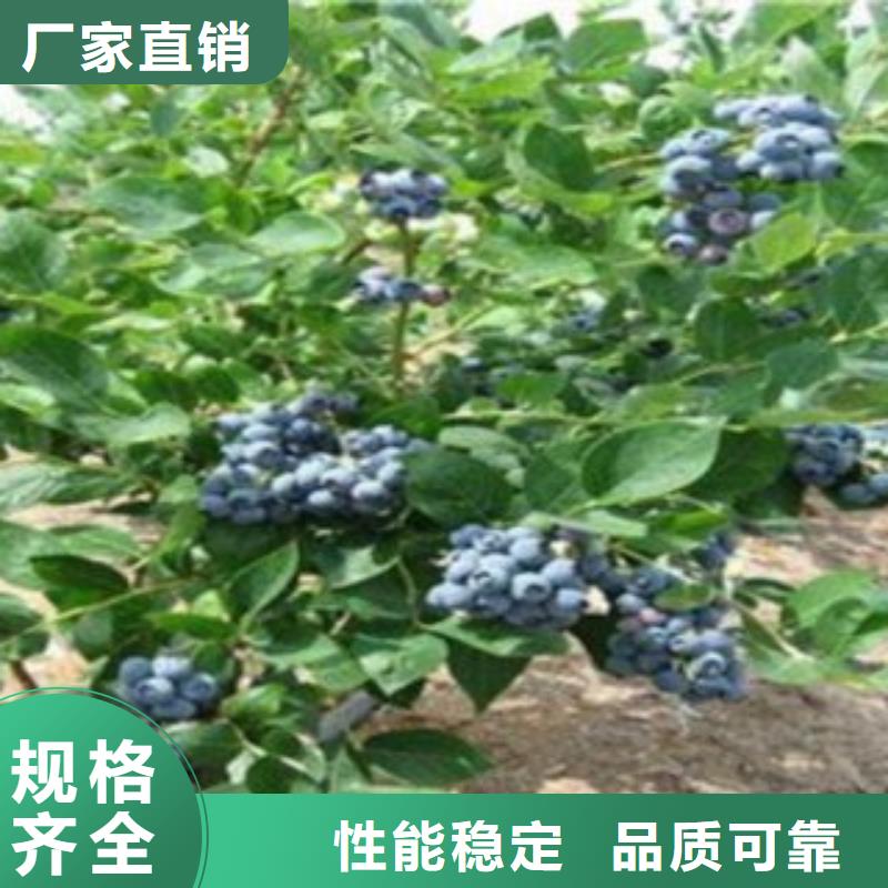 直供{兴海}木兰蓝莓树苗品种介绍