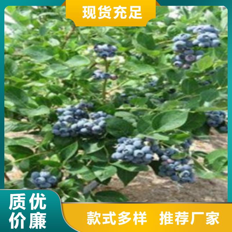 杜克蓝莓树苗种植技术