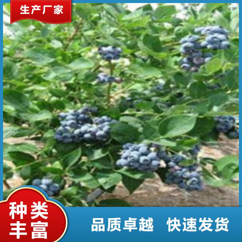 蓝片蓝莓树苗种植方法