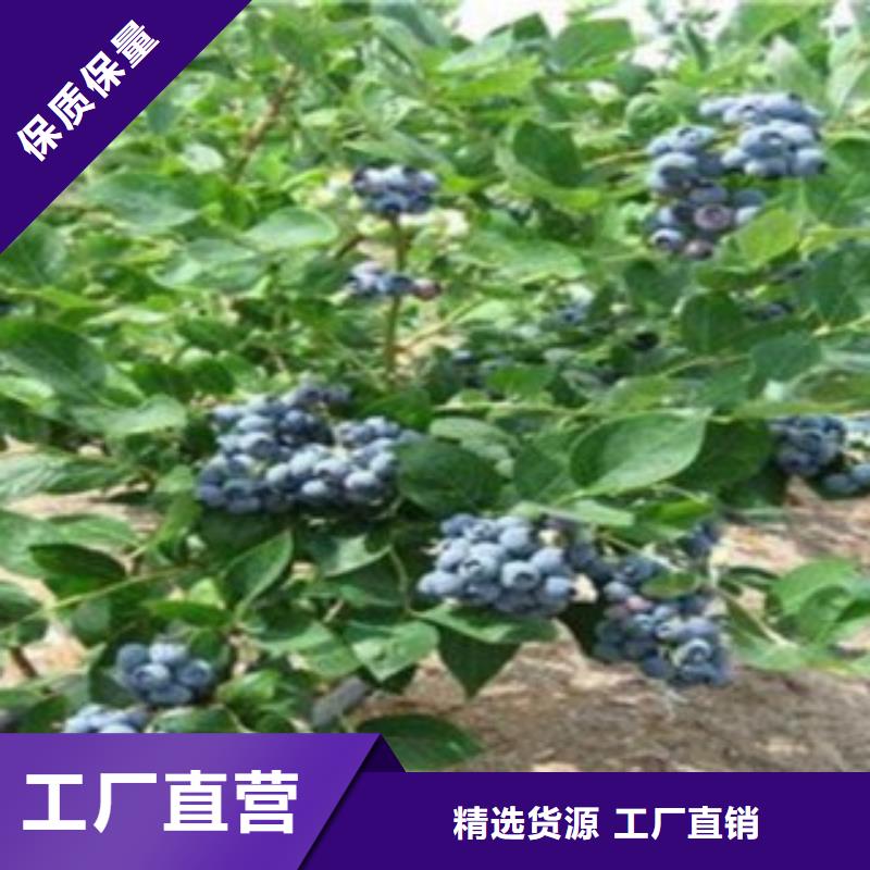 <兴海>精华蓝莓树苗亩产多少
