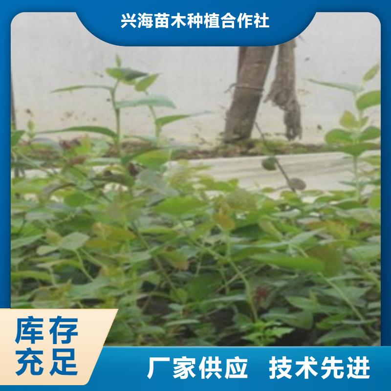 本土[兴海]蓝片蓝莓树苗种植技术