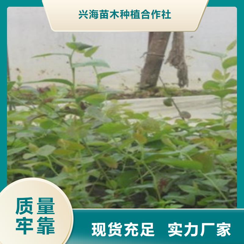 订购(兴海)北空蓝莓树苗生产基地
