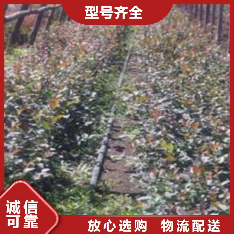 黑龙江货品齐全【兴海】0.8厘米钱德勒蓝莓苗钱德勒蓝莓苗种植基地
