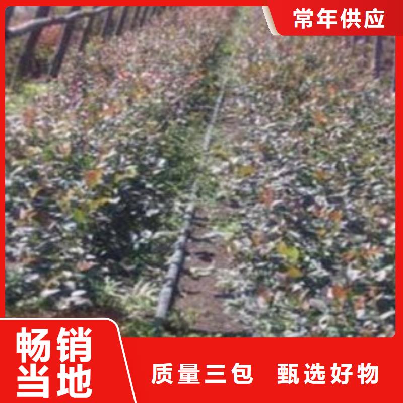订购(兴海)北空蓝莓树苗生产基地