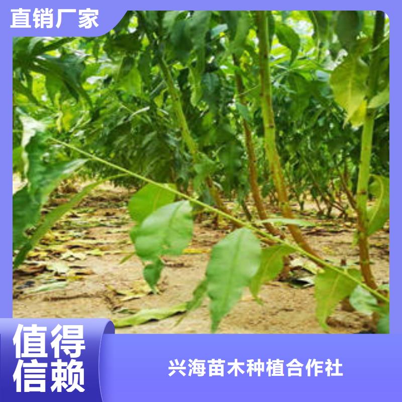 红李树苗种植时间
