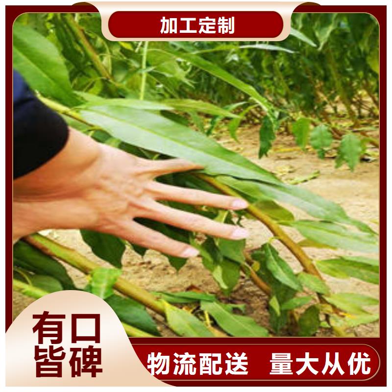 黑宝石李子苗种植方法