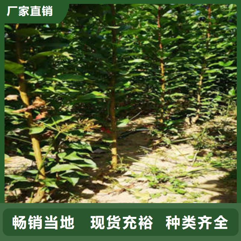 红李树苗种植时间