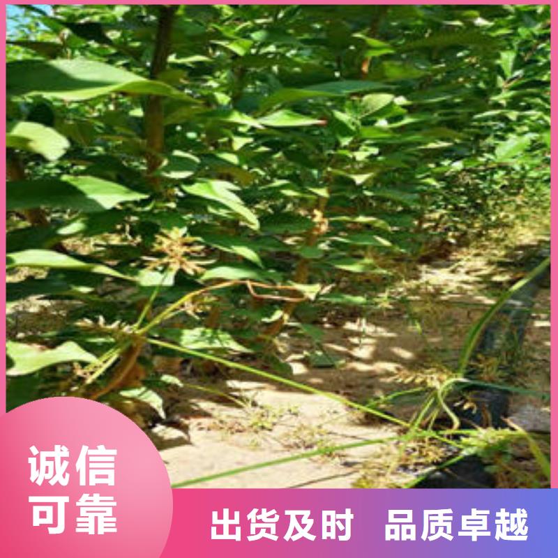 【兴海】李子原生树苗量大从优-兴海苗木种植合作社