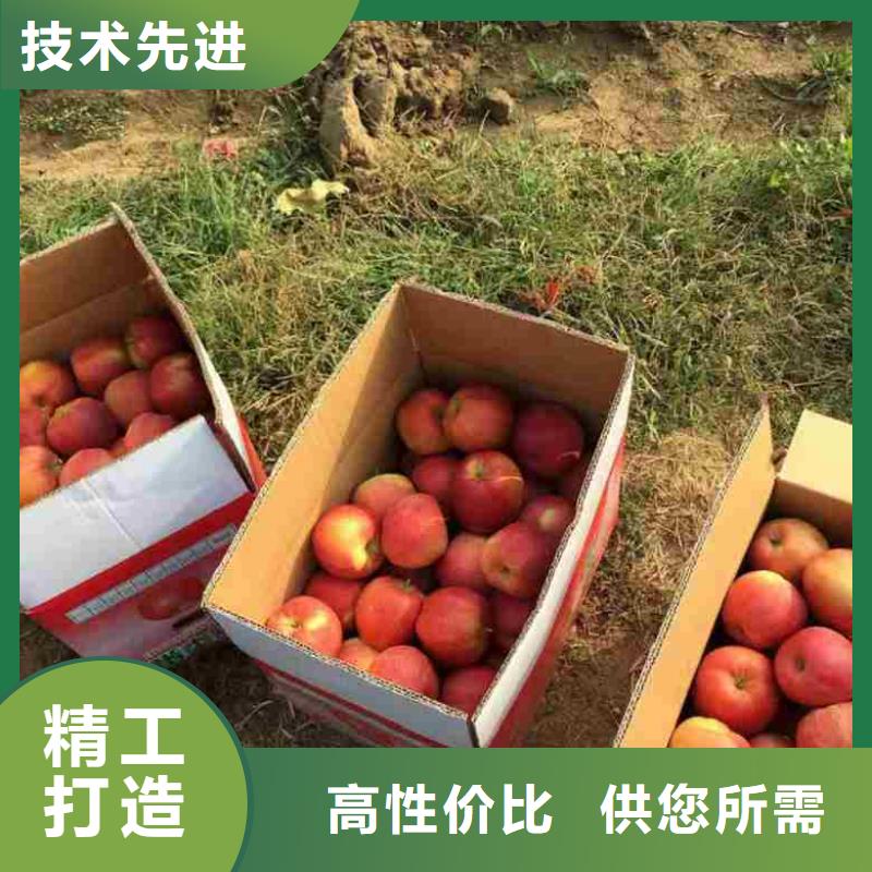 新红星苹果苗品种介绍