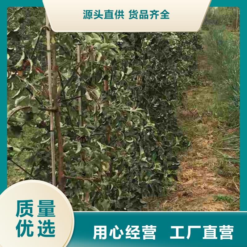 苹果苗梨树苗用好材做好产品