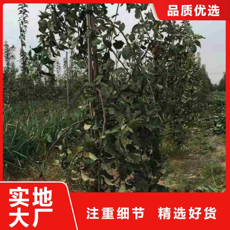 红夏苹果树苗品种介绍